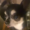 elvis_harry